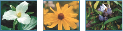 Deer Lake Conservancy