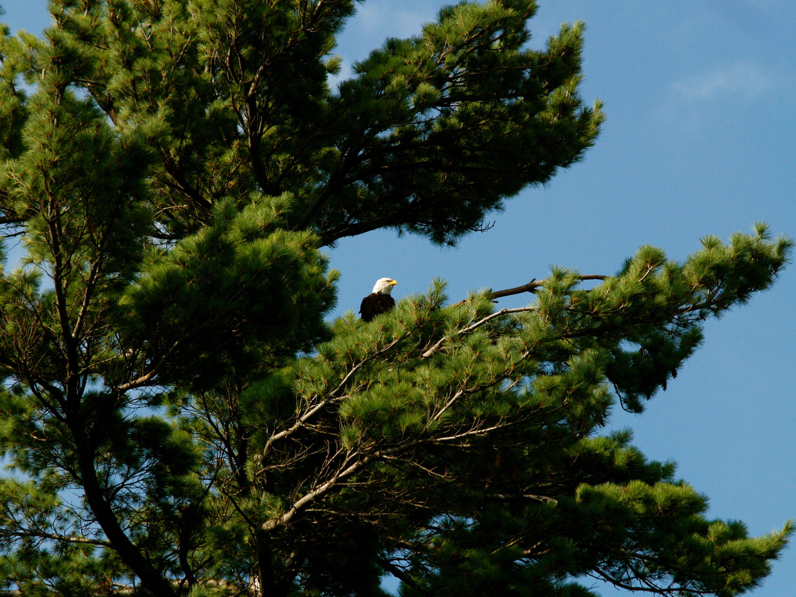 Deer Lake - Eagle in a tree
