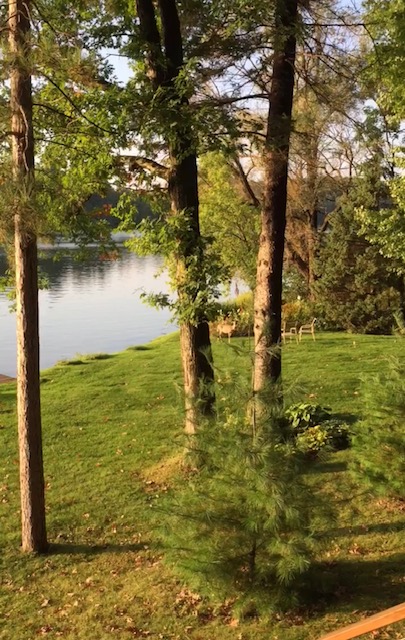 White Pine Project 2